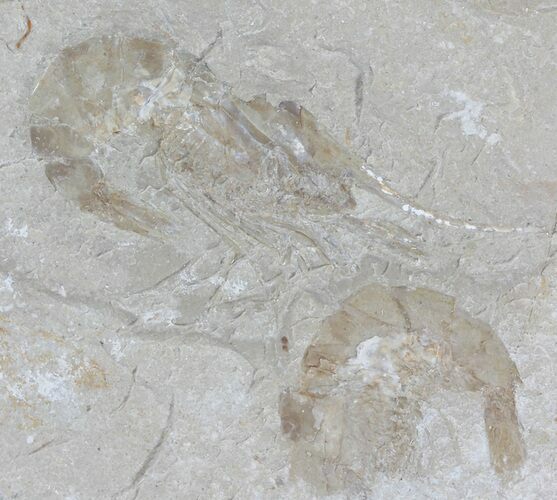Cretaceous Fossil Shrimp - Lebanon #52759